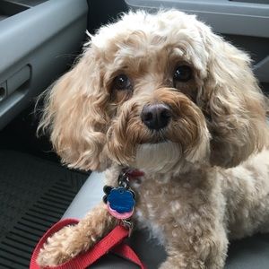 Meet your Posher, Virginia